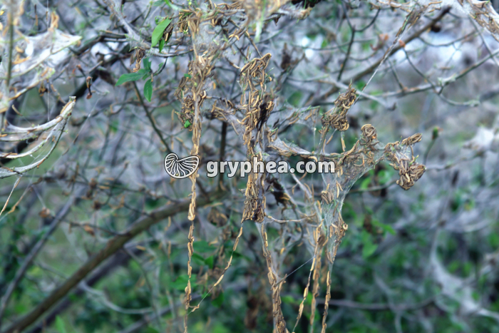 Chenilles processionnaires au début de la migration - gryphea.com